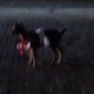 Profile photo of marcelinomekjunior